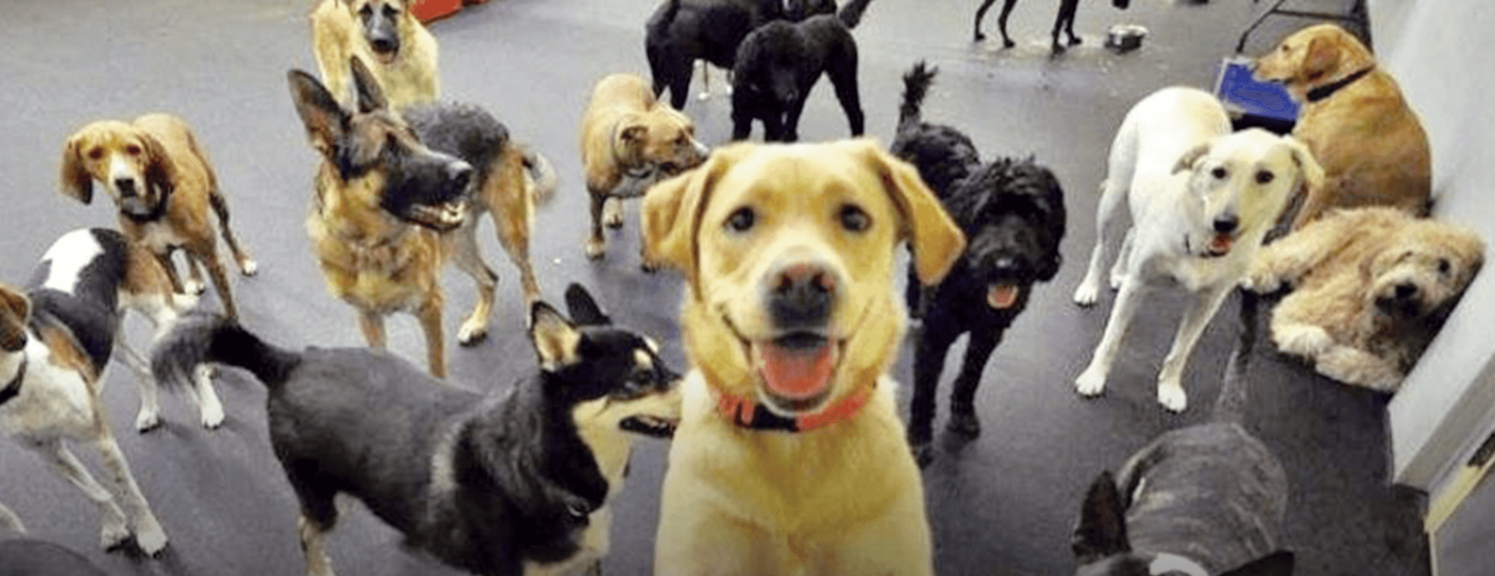 Fido gets way over dog spa neighbors’ objections